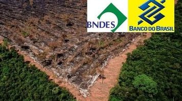 BB e BNDES financiam o desmatamento