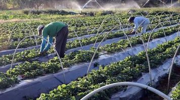 Bancários continuam luta contra MP 1052 para proteger bancos públicos e a agricutura familiar