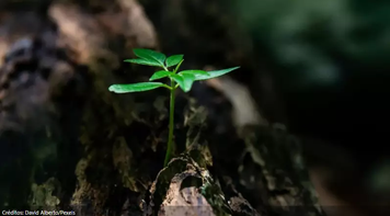 Por uma transição ecológica justa: desafios e alternativas ao sistema financeiro internacional, por Jacy Afonso