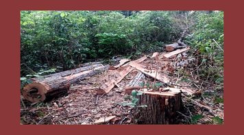 Quarto indígena Guajajara é assassinado no Maranhão em menos de dois meses