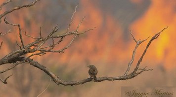 Queimadas no Mato Grosso: Vale do Jamacá, na Chapada dos Guimarães, pede socorro