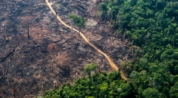 Lucro para desmatar, lucro para reflorestar: a Amazônia no mercado de carbono